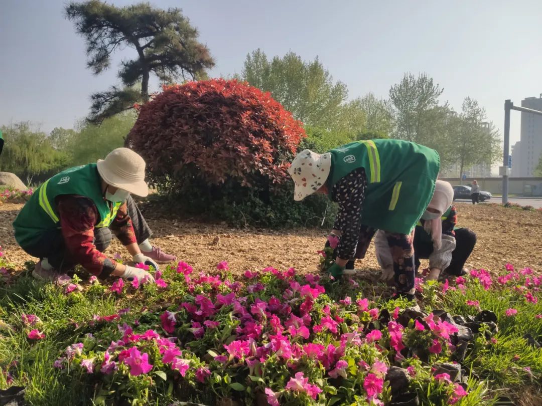 寿光园林建设集团：20万株时令花卉扮靓城市