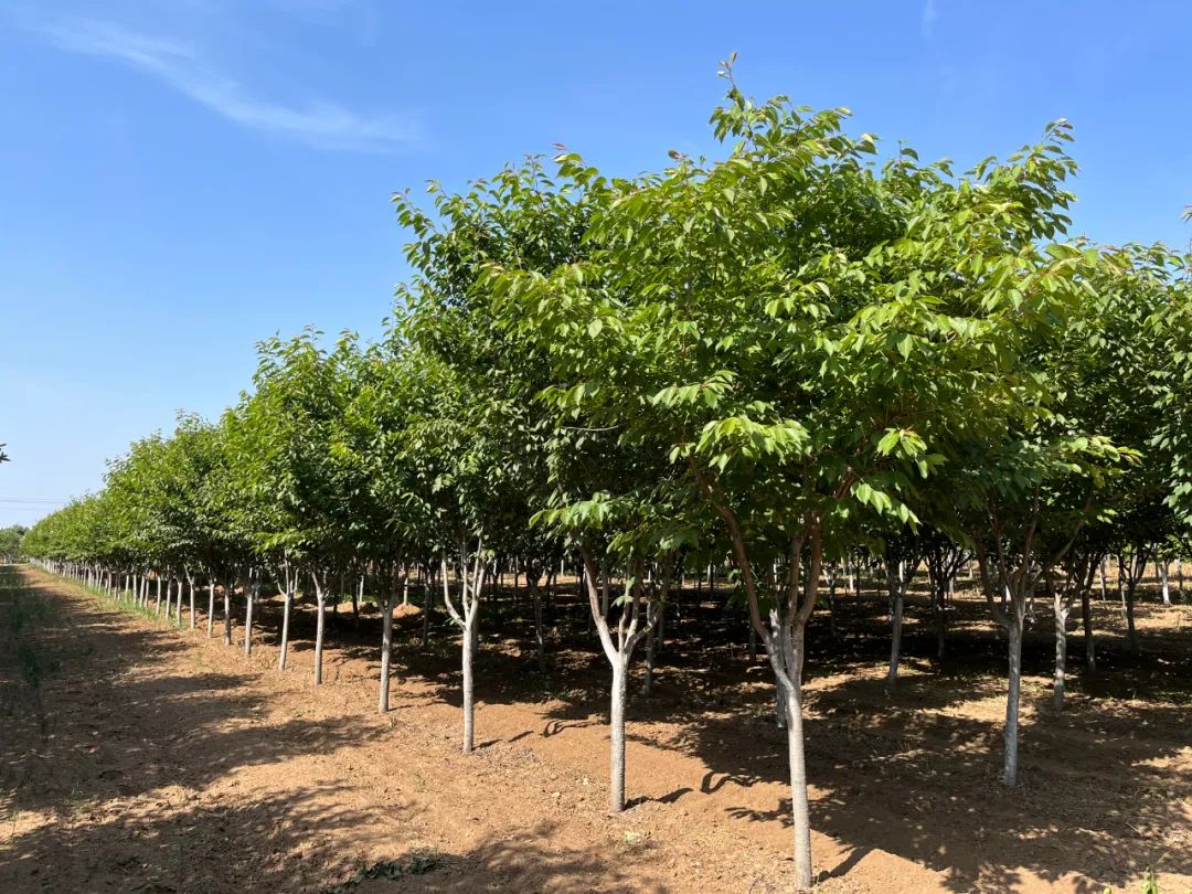 寿光园林建设集团：结合市场需求 培育优质苗木