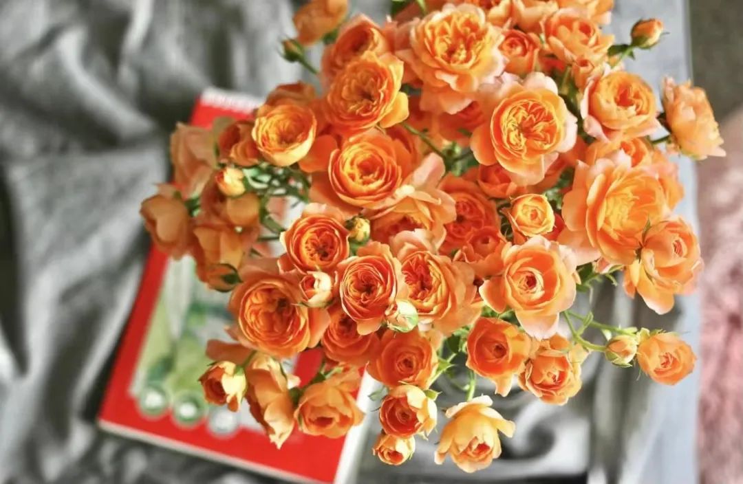 家庭养花小知识