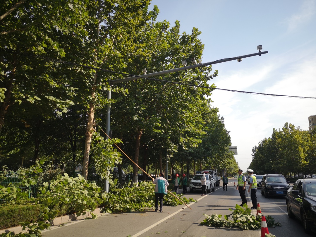 “三看三比”争一流 | 寿光园林建设集团：修剪遮挡交通树木 保障市民安全出行