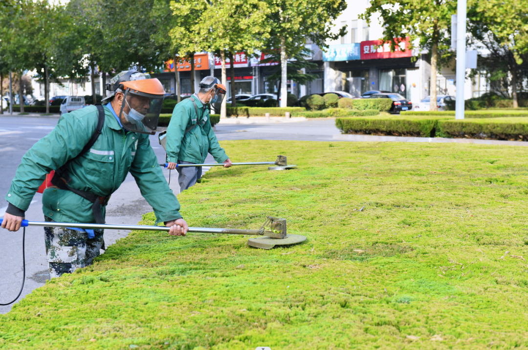 寿光园林建设集团：精细化修剪 提升城市“颜值”