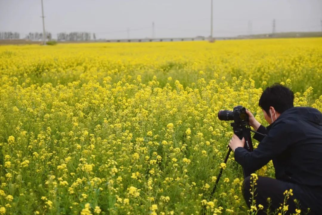 寿光园林建设集团：丹河千亩油菜花绽放美如画