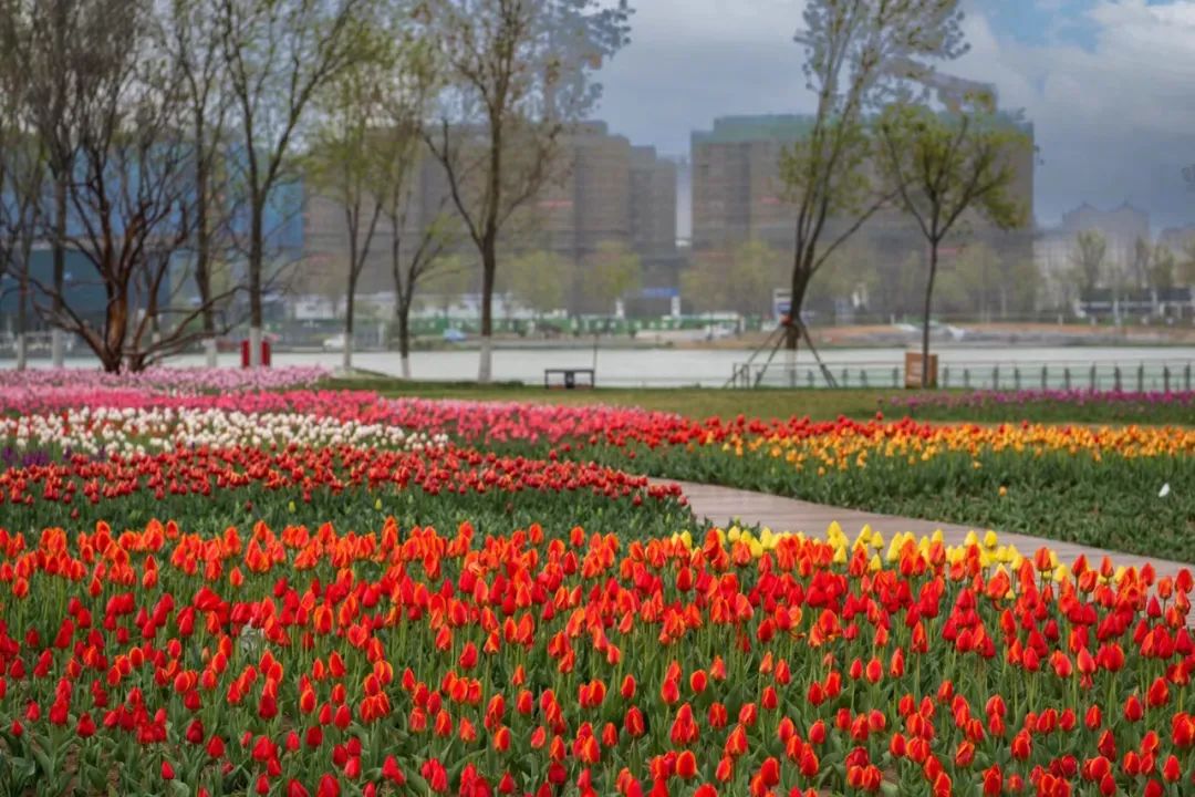 寿光园林建设集团：在这里！“郁”见春日好时光
