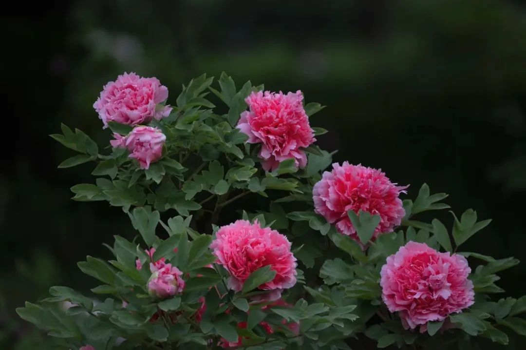 牡丹花开 满园春色 寿光园林建设集团邀您一起共赴牡丹盛宴