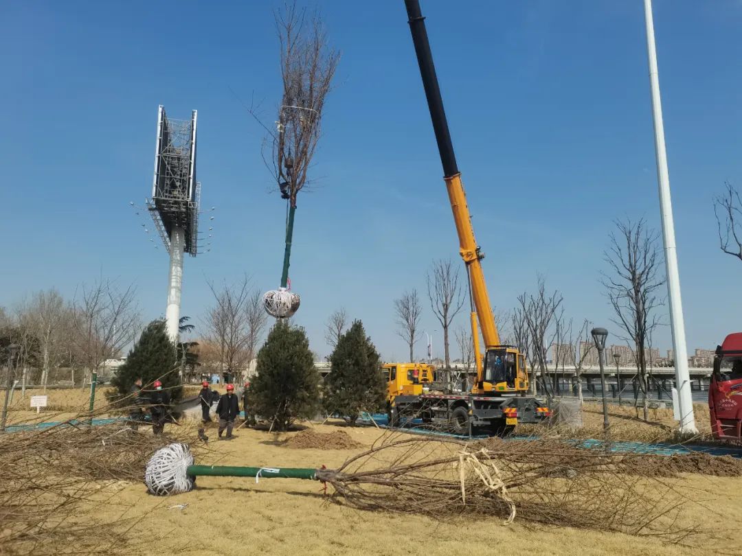 寿光园林建设集团：打造“城市花海” 扮美城市容颜